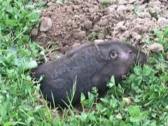 Thomomys bulbivorus