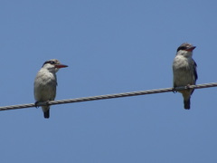 Halcyon chelicuti chelicuti