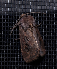 Resapamea passer