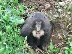 Thomomys bulbivorus