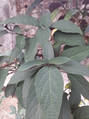 Clerodendrum quadriloculare