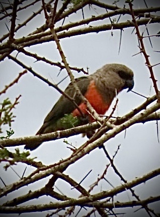 Red-bellied Parrot (Poicephalus rufiventris), photo 10