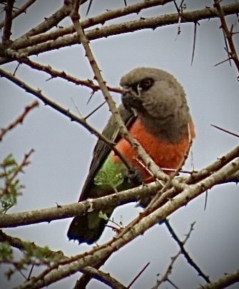 Red-bellied Parrot (Poicephalus rufiventris), photo 9