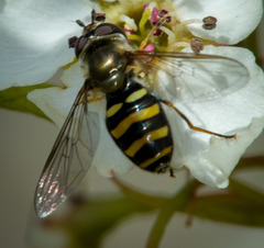 Eupeodes confertus