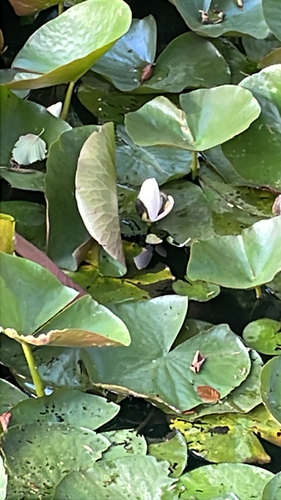 European White Waterlily