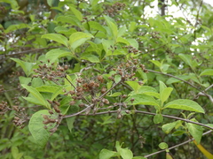 Calea jamaicensis image