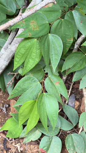 Bauhinia ungulata observed 2026-07-19