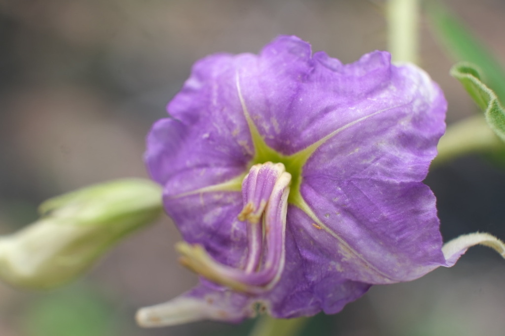 Solanum houstonii; photograph (c) Xavier Alejandro Caratachea Navarro, some rights reserved (CC BY)