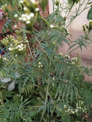 Tagetes terniflora