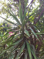 Yucca