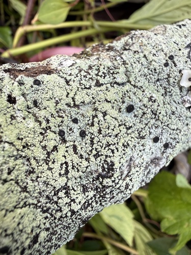 Megalospora, 2026-07-18
