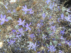 Eriastrum eremicum eremicum