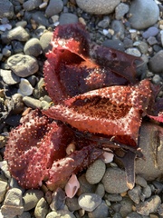 Sarcothalia circumcincta