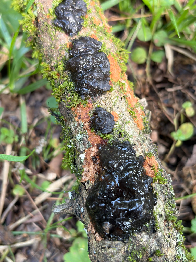 Black Witches' Butter · July 2026 · photo: Photo: (c) Julie Travaglini, some rights reserved (CC BY) · iNaturalist