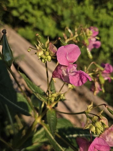 Himalayan balsam