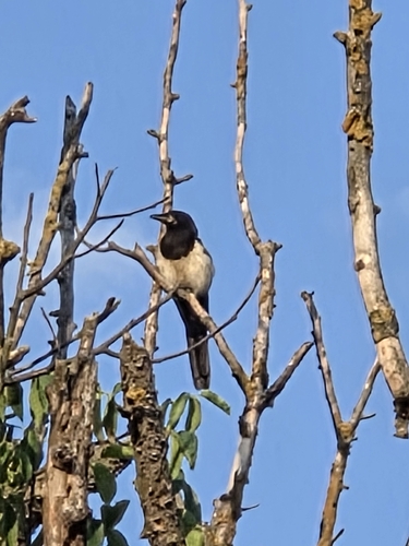 Eurasian Magpie