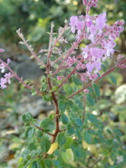 Plectranthus chimanimanensis