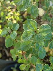 Plectranthus chimanimanensis