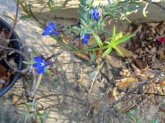 Lobelia erinus