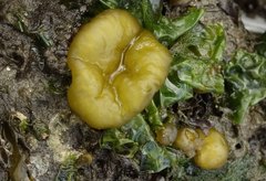 Ectocarpales