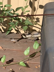 Tiliqua