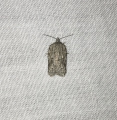 Acleris placidana