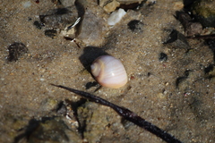 Conical Moon Snail