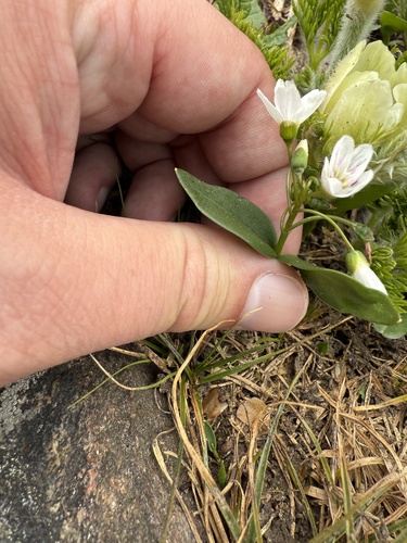Claytonia caroliniana, 2026-07-18