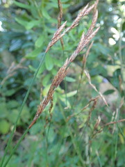 Restio sieberi
