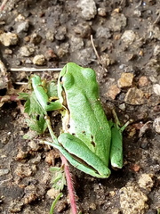 Hyla plicata