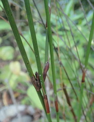 Restio sieberi