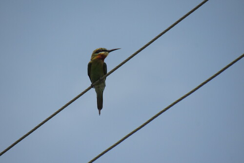 Blue-tailed Bee-eater