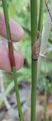 Restio sieberi