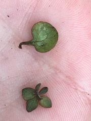 Coprosma rhamnoides