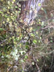 Coprosma rhamnoides