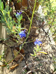 Lobelia erinus