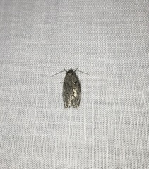 Semioscopis