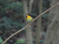 Ficedula