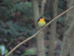 Ficedula