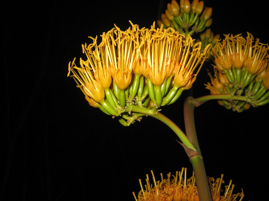 Agave abisaii