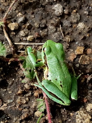 Hyla plicata