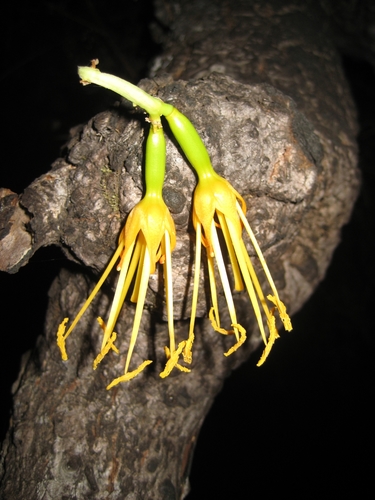 Agave abisaii