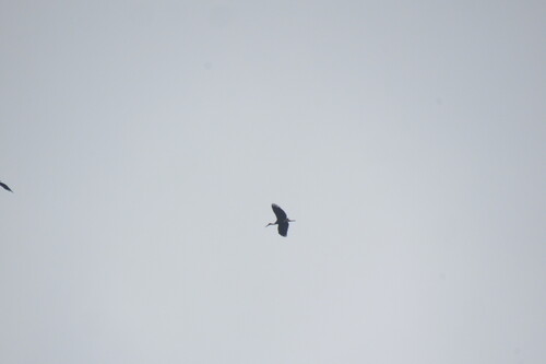 iNaturalist image