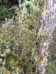 Coprosma rhamnoides