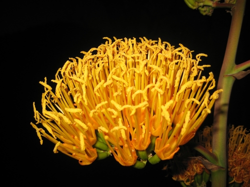 Agave abisaii