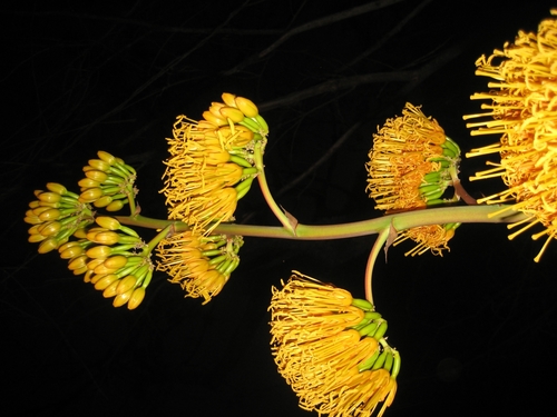 Agave abisaii