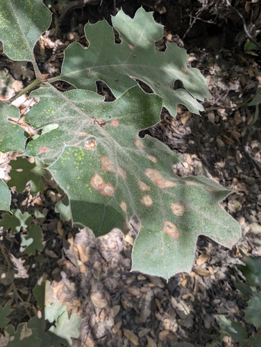 California black oak
