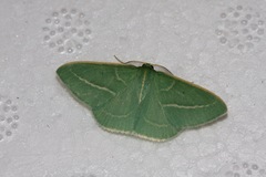 Chlorocoma stereota