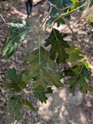 California black oak