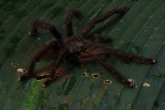 Avicularia juruensis